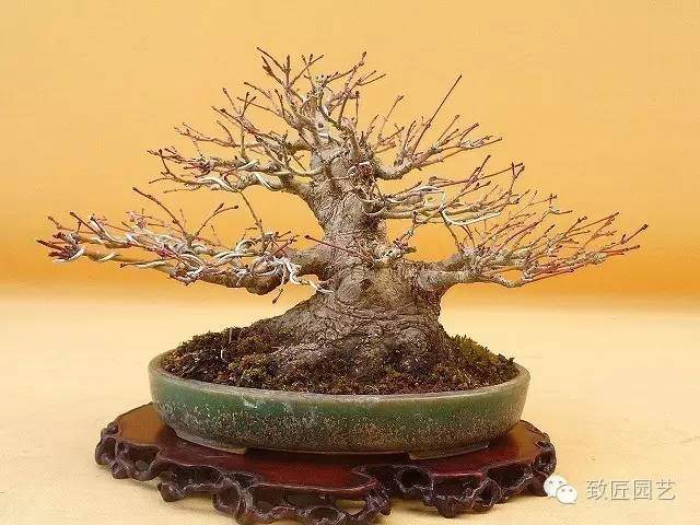 盆景造型中枝的空间分布