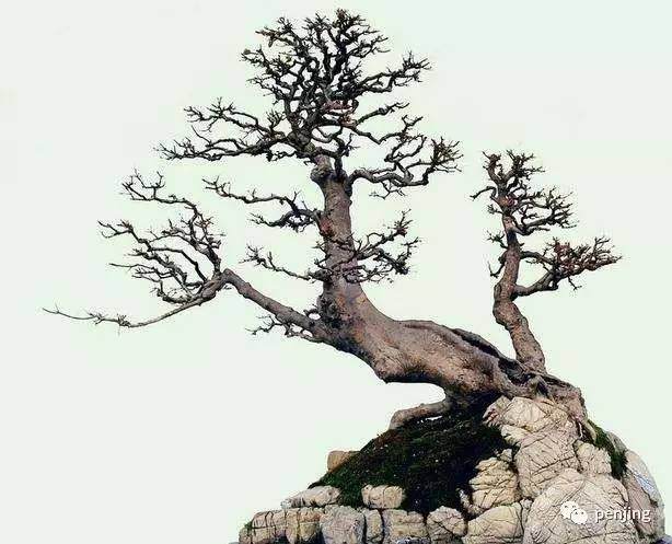 动势盆景的问答【多图】