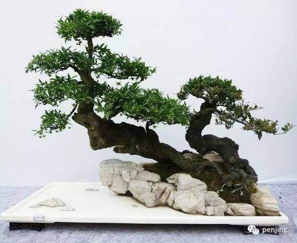 怎么制作动势盆景的5个问答