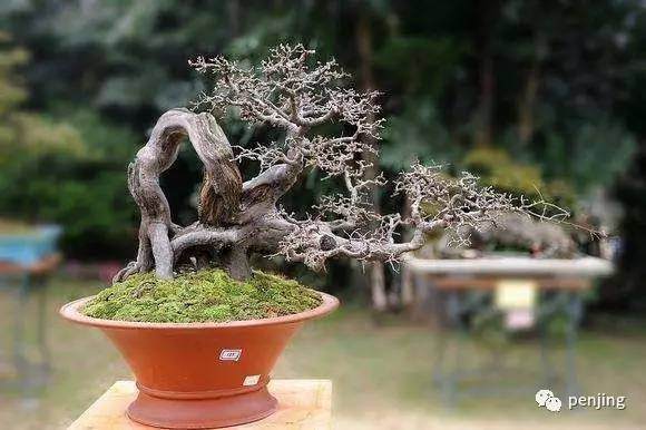 怎么制作动势盆景的5个问答