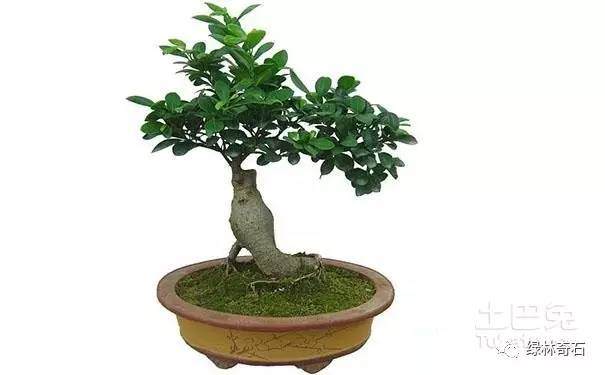 微型榕树盆景在冬天怎么养 最好发芽