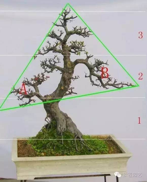 怎样定位裁截树桩盆景的方法