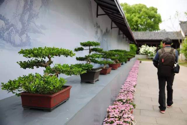 2017 西湖扬派盆景展