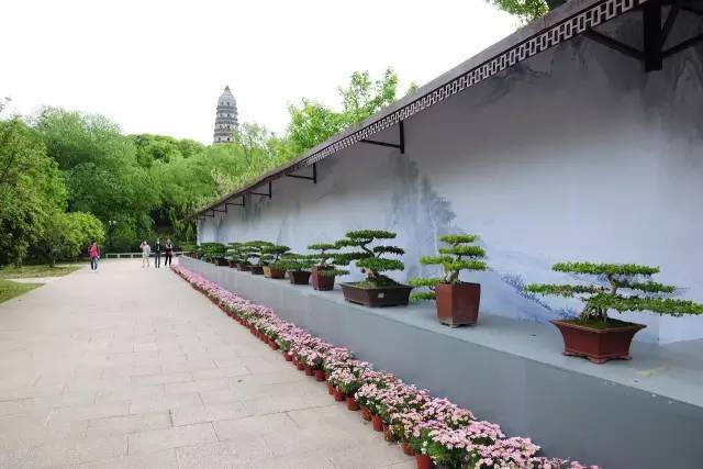 2017 西湖扬派盆景展多图
