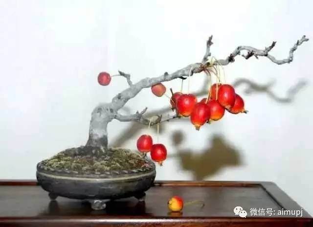 如何给花果盆景的的快速成型?【图解】