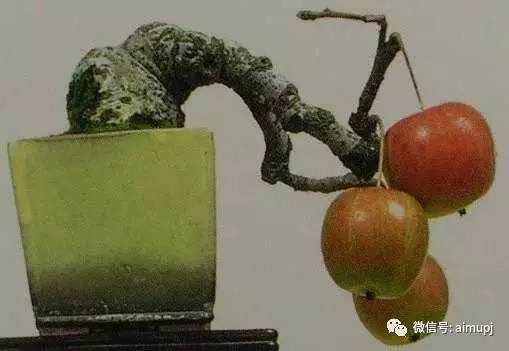 如何给花果盆景的的快速成型