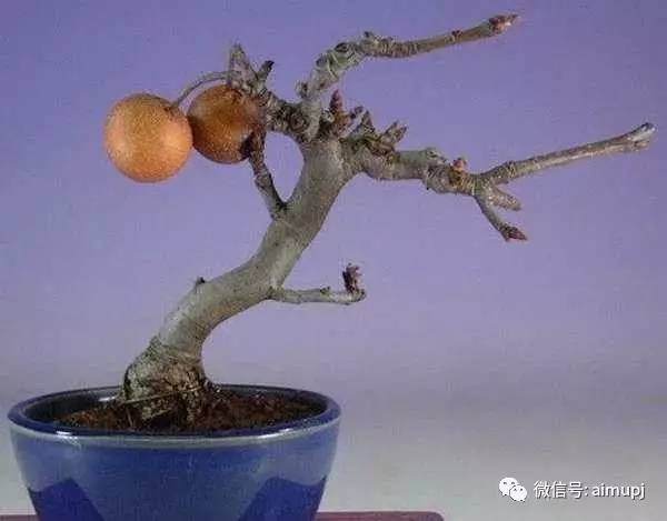 如何给花果盆景的的快速成型