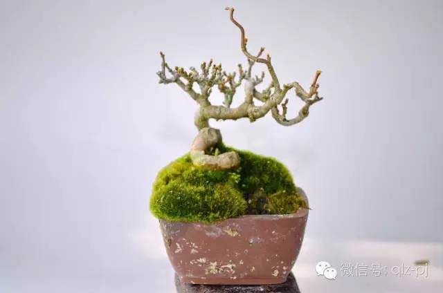 如何掌握盆景肥料的施放与性质