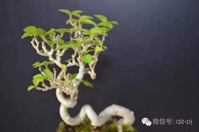 如何掌握盆景肥料的施放与性质