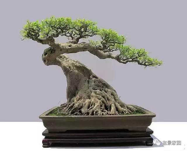 商品化的老桩盆景如何后期管理的7个方法