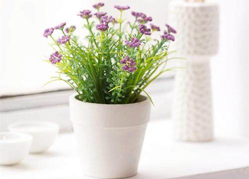 花卉市场上,带花蕾的盆栽植物,买回家后落蕾怎么办?