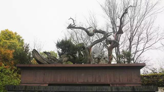 泰山公园东北角泰州盆景园里的六朝松【多图】