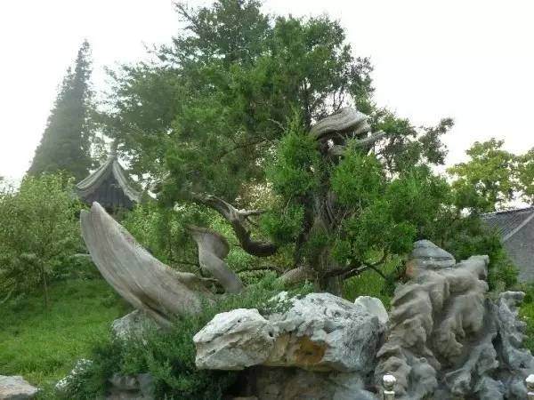 泰山公园东北角泰州盆景园里的六朝松【多图】