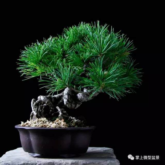 掌上微型盆景发展略述