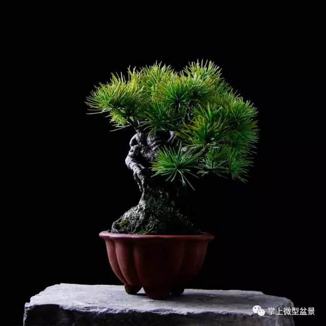 掌上微型盆景发展略述