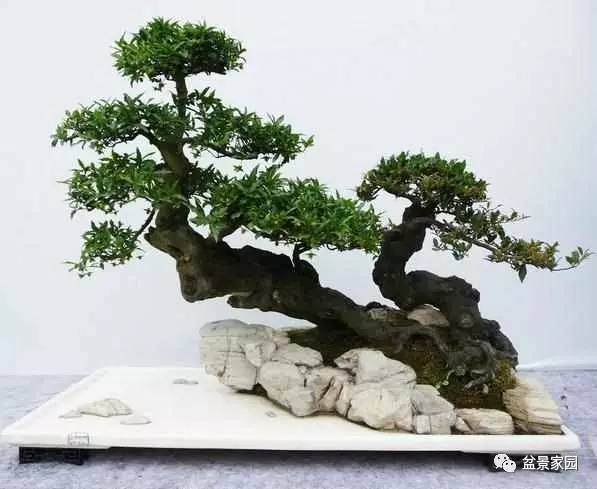 盆景基本的手法,这5项你要知道【多图】