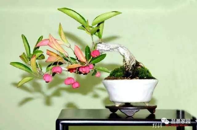 制作盆景基本的手法 这5项你要知道