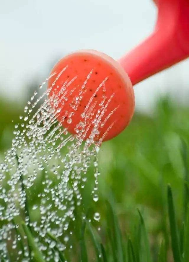 盆景的日常浇水管理【图解】