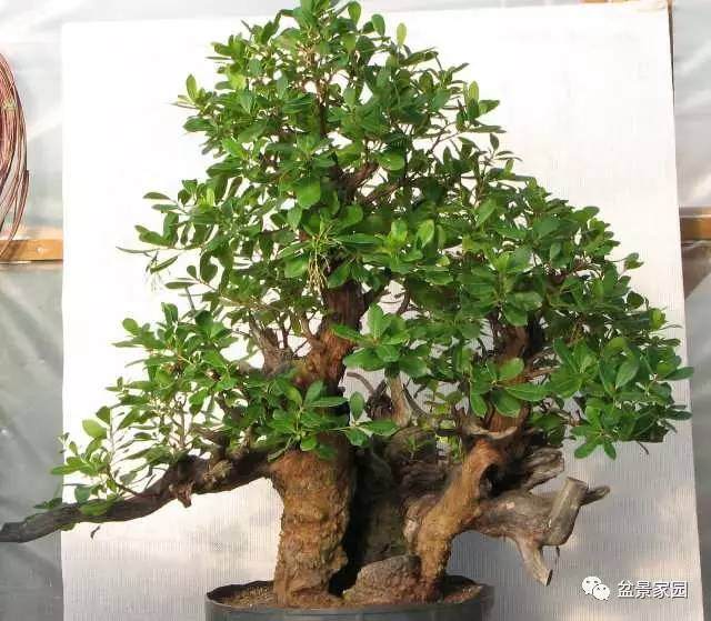 盆景素材扦插的关键要点 可提高成活率【图解】