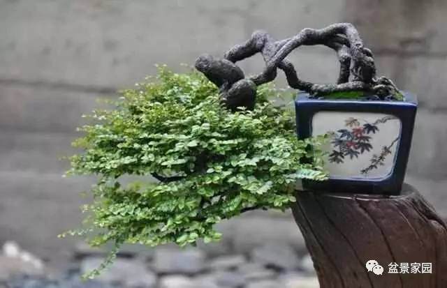 盆景素材怎么扦插育苗成活率高