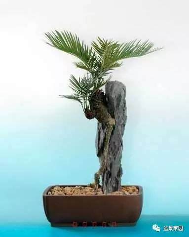 苏铁盆景的繁殖的4个要点【多图】