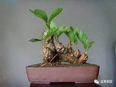 苏铁老桩盆景怎样发芽繁殖的方法