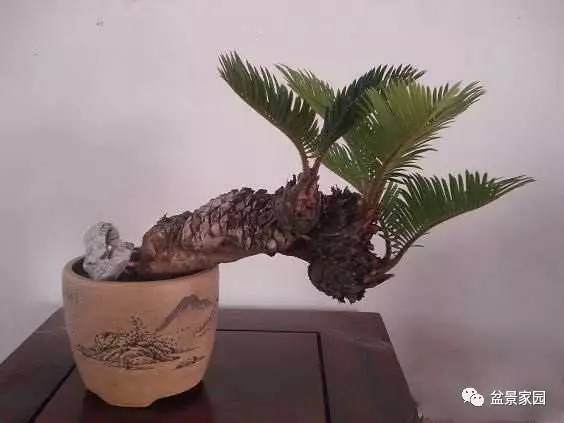 苏铁老桩盆景怎样发芽繁殖的方法