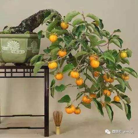 柿子树盆景2年成型挂果,这样的好方法你懂吗?