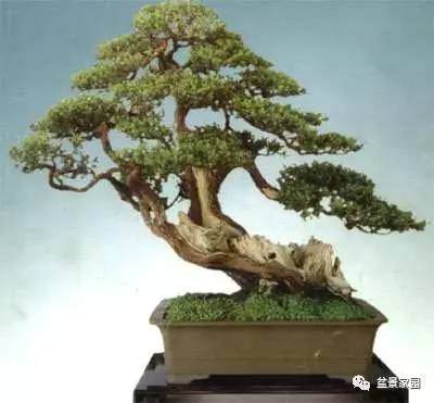 柿子树盆景2年发芽成型挂果的方法 图片