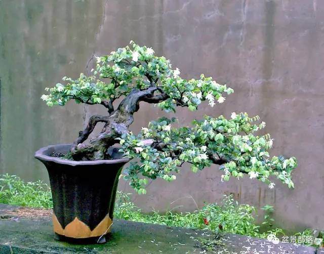 在盆景制作中，必须重视艺术表现5个规律【图解】