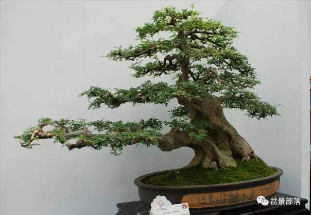 在盆景制作中 必须重视艺术表现5个规律