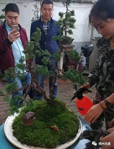 民建江都文教支部开展调研扬派盆景技艺传承与发展活动