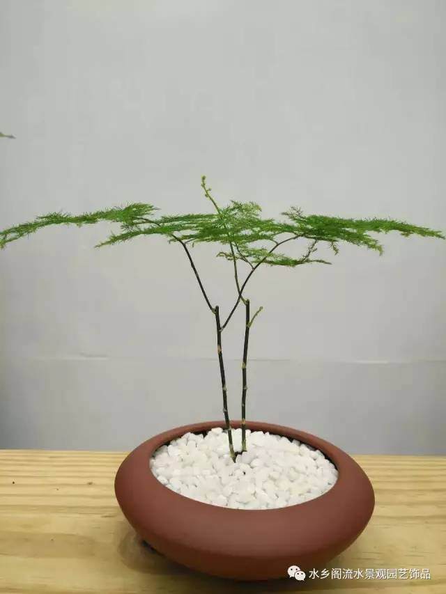 盆景~~文竹盆景,你也可以轻松做到的!