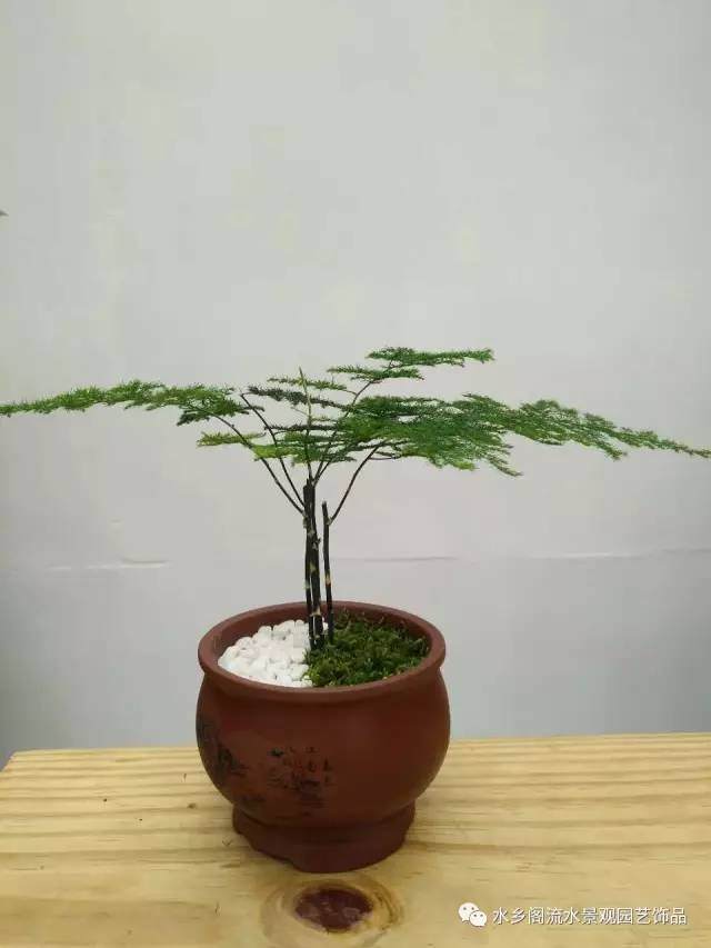 你也可以轻松制作文竹盆景 图片