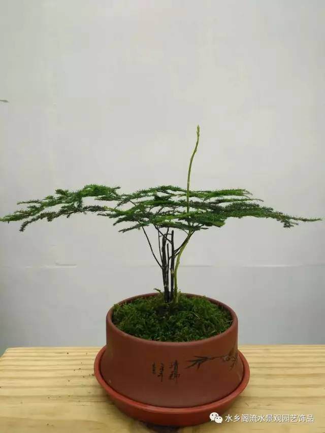 你也可以轻松制作文竹盆景 图片
