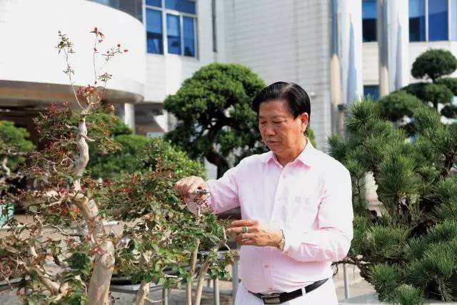 【多图】聚焦盆景名家系列丛书 (卷一) 陈昌的盆景世界