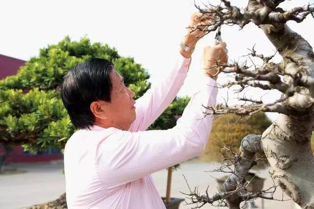 聚焦盆景名家系列丛书 (卷一) 陈昌的盆景世界