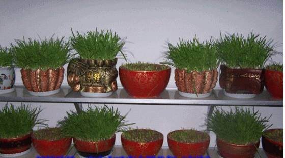 黄韭盆景每盆50块钱 一笔订单就卖5000多元【图】