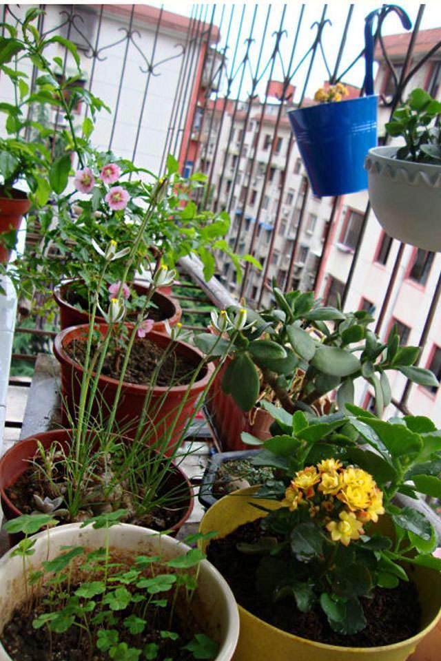 香葱阳台盆栽种植方法