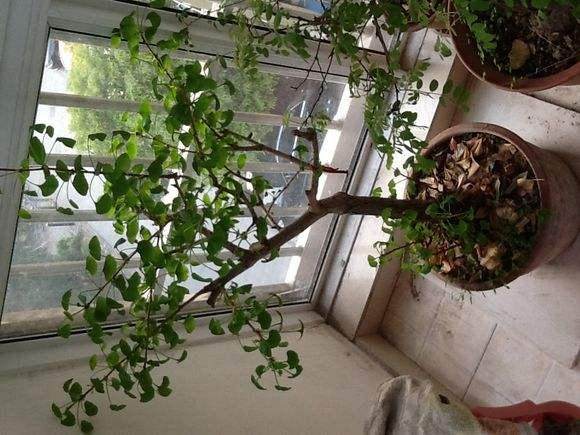 三月份家庭阳台盆栽花卉的养殖