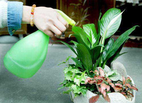 这4种盆栽植物 1个月不浇水都死不了