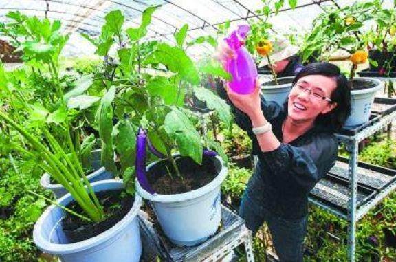 自制自动吸水小盆栽，再也不用为忘浇水担心了