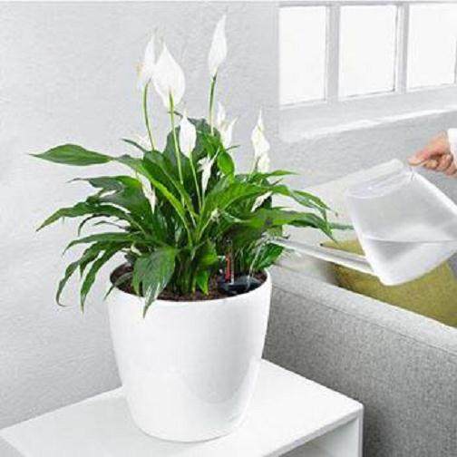 盆栽桂花怎么浇水施肥的方法