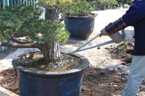 盆栽植物这个时候该施肥吗?【图解】
