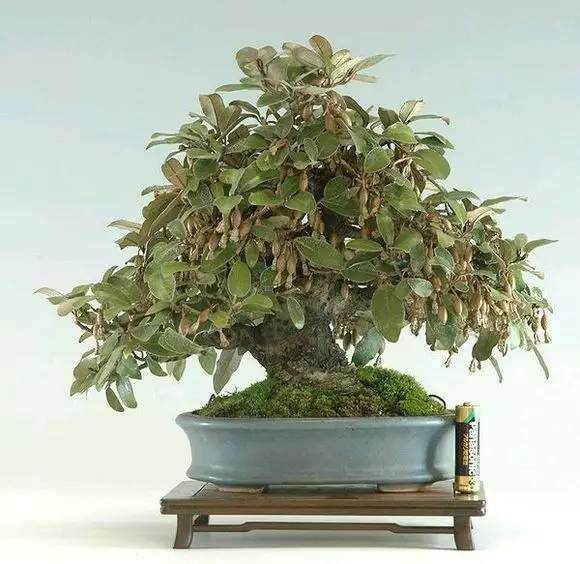 老桩盆景的制作，高压法详细过程【图解】