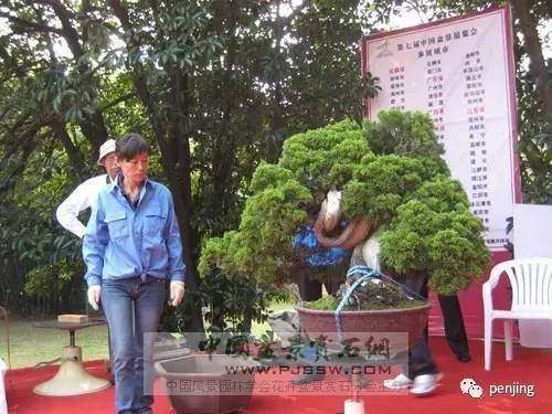 中国女盆景艺术家陈文娟【多图】