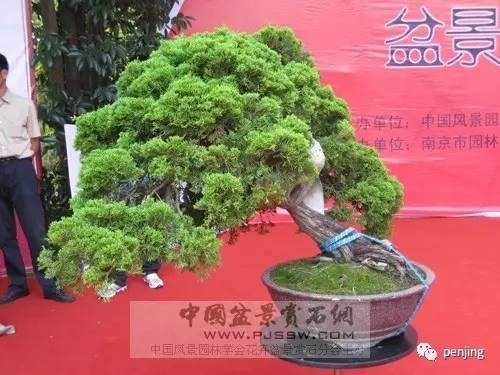 中国女盆景艺术家陈文娟多图