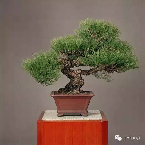 中国女盆景艺术家陈文娟多图