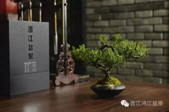 中国盆景历史首次，以盆景产品获得省级伴手礼