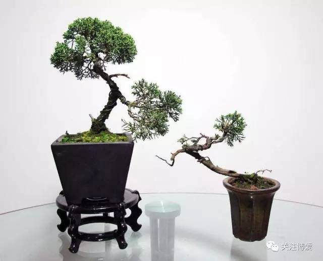 关于举办博爱县&ldquo;园林杯&rdquo;首届盆景展的通知【多图】